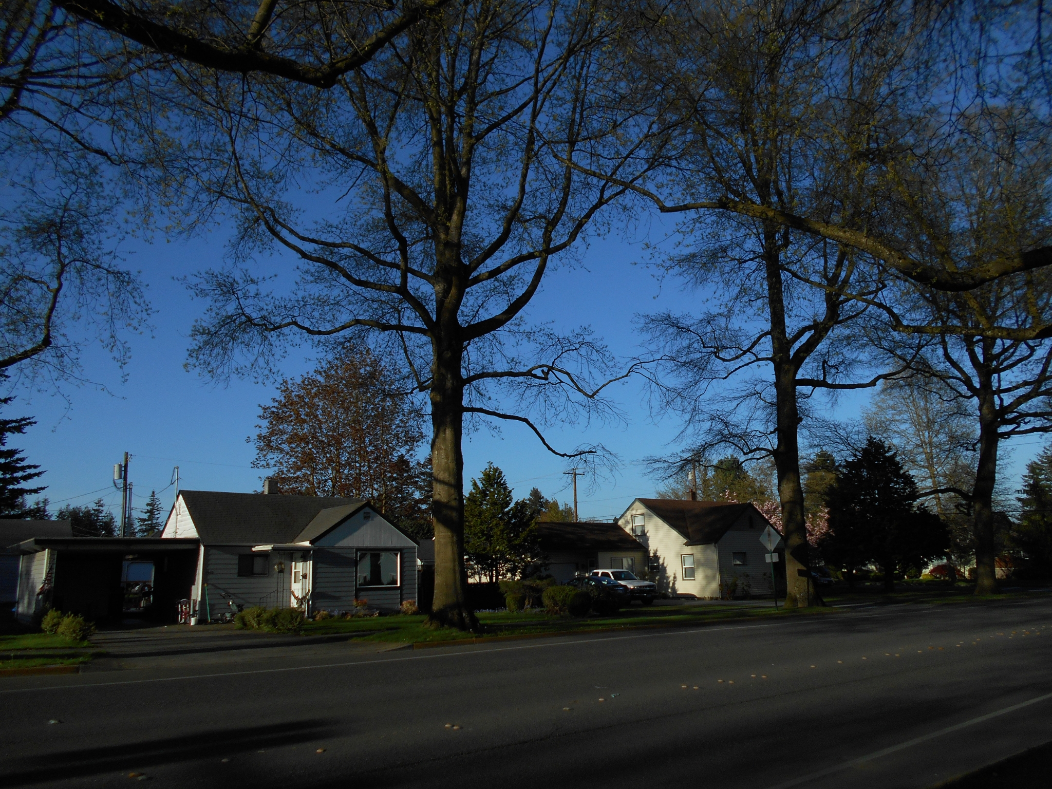 The Dutch community in Lynden, Washington