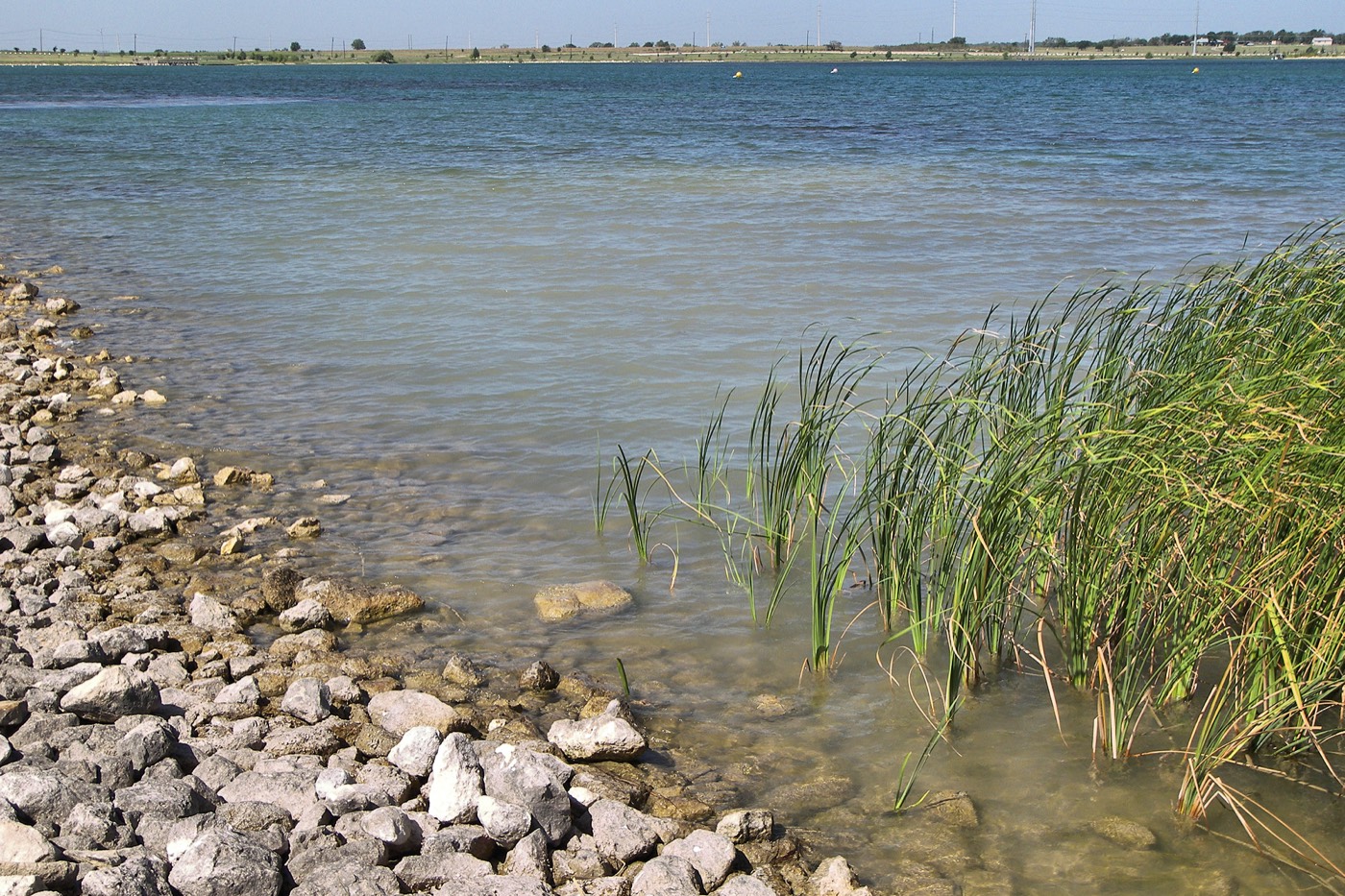 The Indian community in Pflugerville, Texas