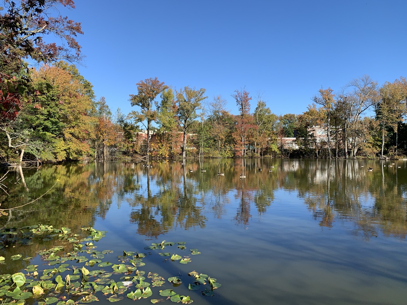 The Pakistani community in Edison, New Jersey
