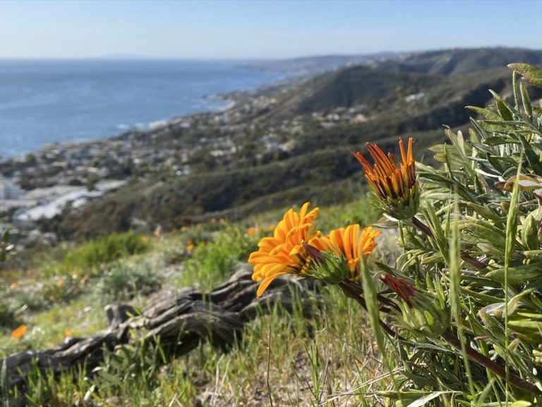 The Persian community in Laguna Niguel, California
