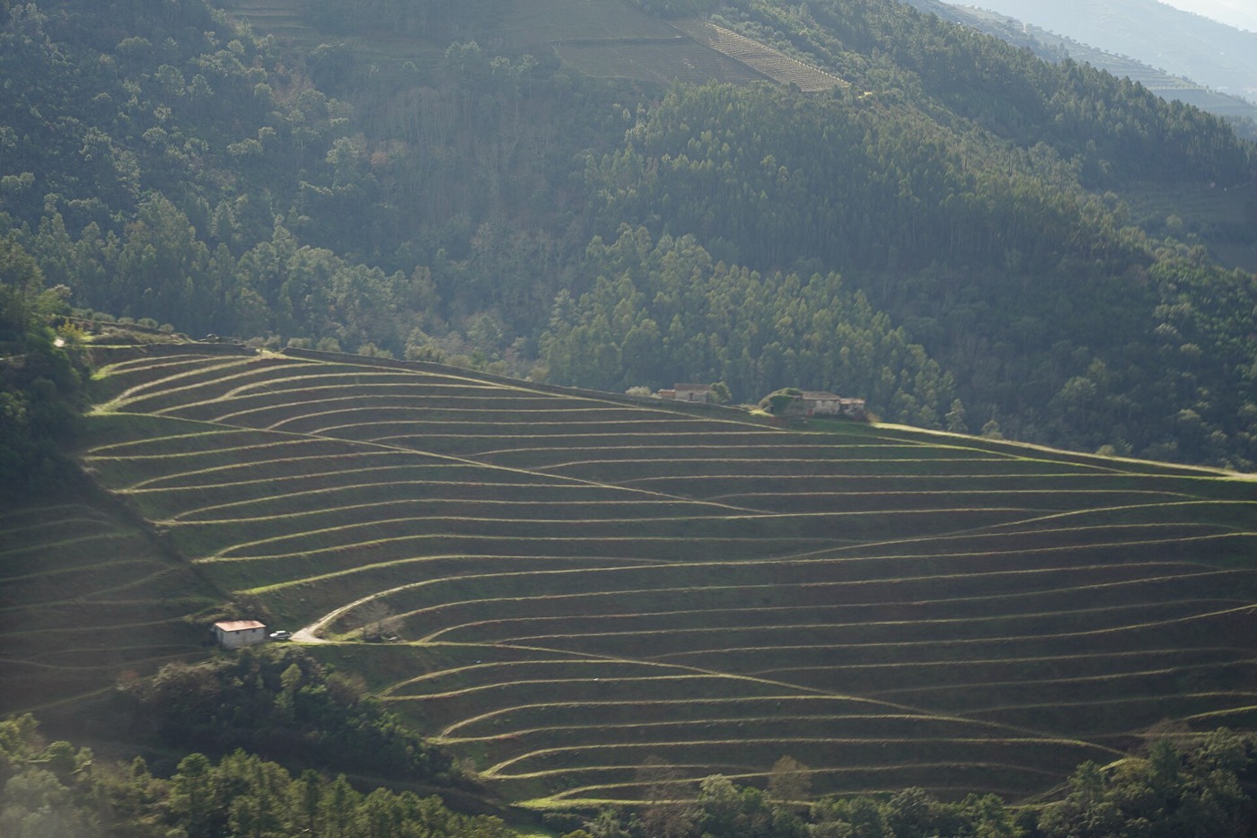 The Costa surname: terraced hillsides of the Douro valley, northern Portugal