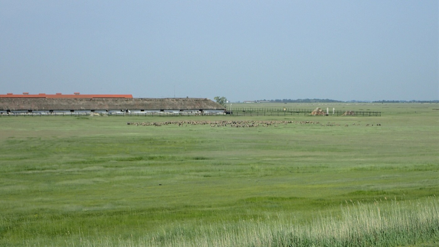 The Kovacs surname: the Hungarian Great Plain