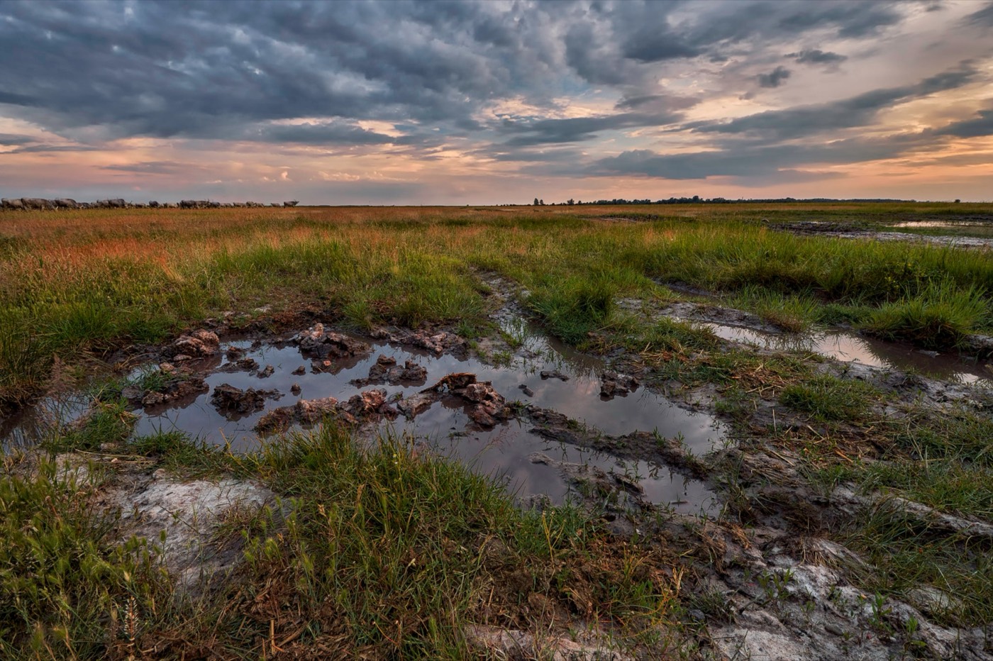 The Nagy surname: the Hortobágy puszta on the Great Hungarian Plain