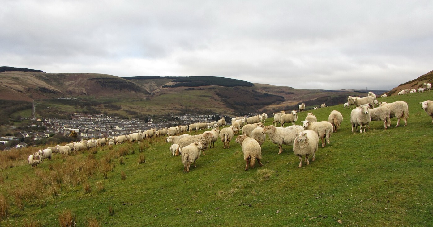 The Williams surname: the Rhondda valley, Glamorgan, Wales
